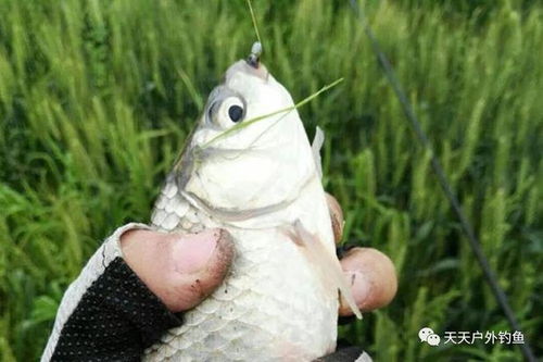 钓鱼饵料变花怎么办？3招教你挽救不浪费