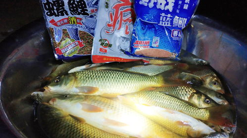 大圣钓鱼饵料，让鱼儿疯狂的美味诱惑