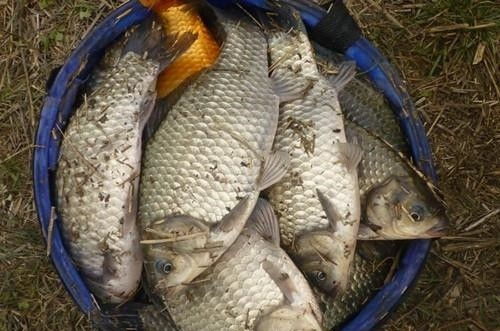 钓鱼饵料抖动会掉吗？这些方法帮你轻松应对！