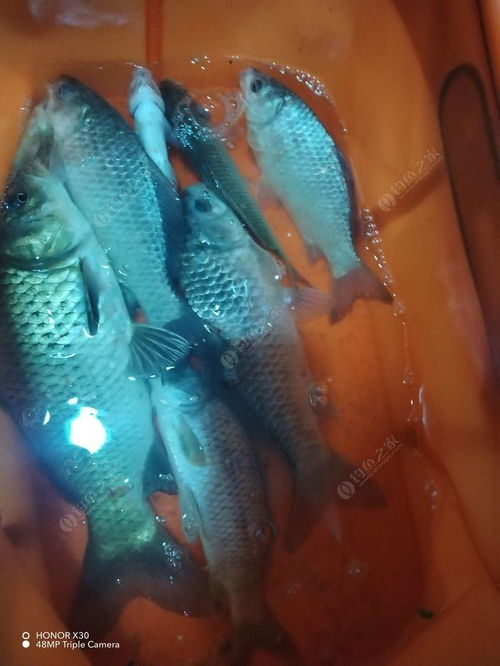 草鱼饵料放一夜，夜钓也能钓大鱼！附实战秘方