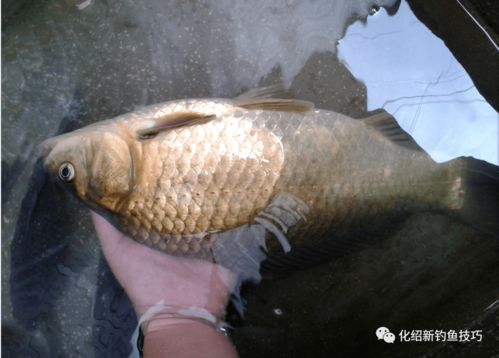 天然诱惑，筱米—钓鱼饵料中的隐藏高手