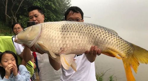 大鱼王钓鱼饵料怎么样，全面评测与用户反馈