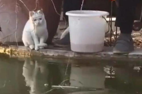 猫咪钓鱼饵料秘籍，用猫吸引鱼群的趣味方法