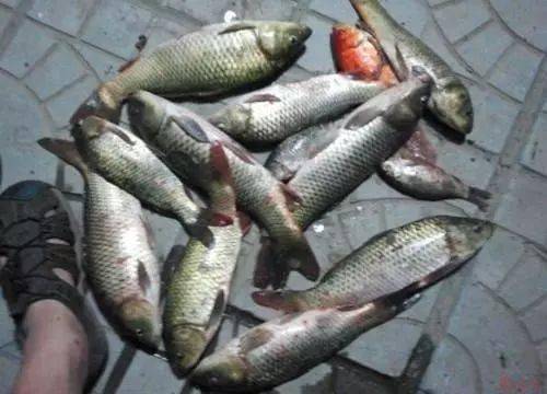 鱼王钓鱼饵料怎么样？深度解析与真实体验
