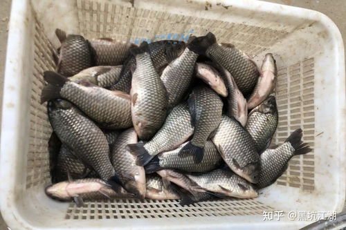 钓鱼饵料收割机使用方法图解