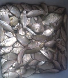 钓鱼饵料怎么调有鱼腥味，实战秘方与技巧全解析