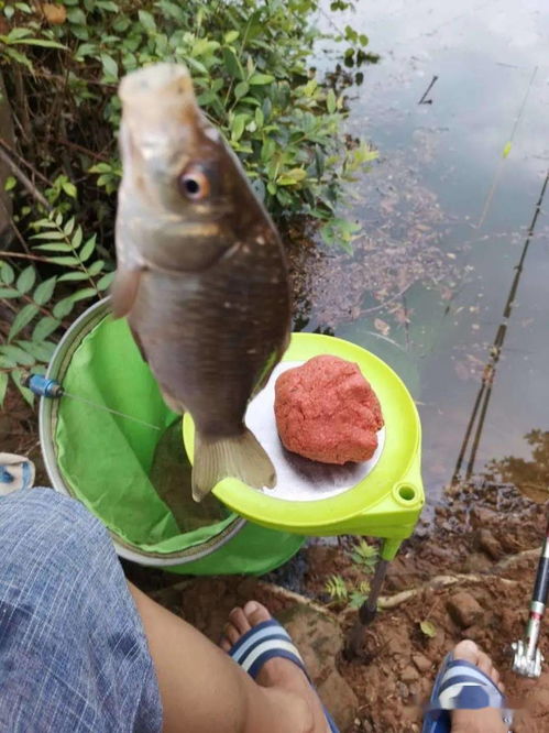 野塘钓鱼饵料挂法视频教程