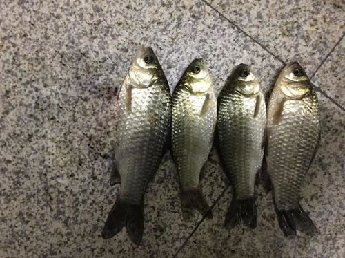 揭秘芝士钓鱼饵料的黄金配方，轻松钓获大鱼！