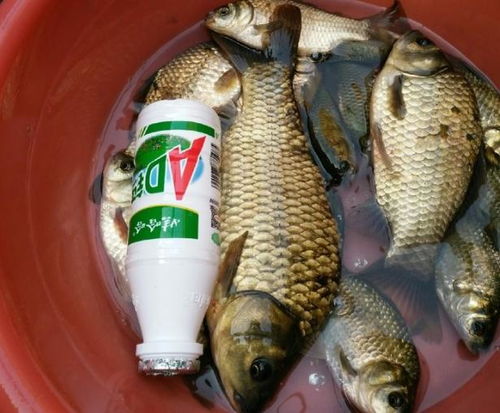 綦河钓鱼饵料怎么样用好？这些技巧让你轻松上鱼！