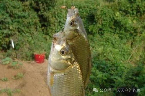 钓鱼饵料不沾饵怎么办？这些实用技巧让你轻松应对