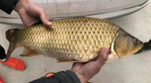 钓鱼饵料老坛玉米怎么做？这份秘制配方让你鱼获满满！