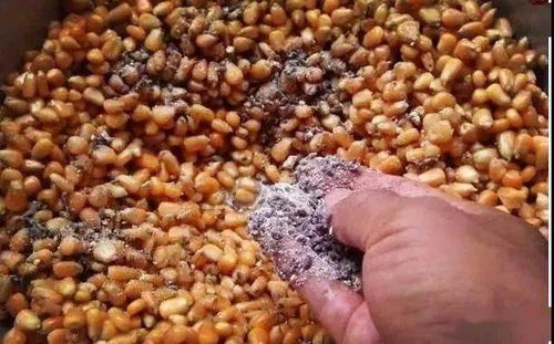 土凤鱼饵料制作法，钓鱼高手的秘密武器