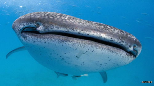 Mastering the Art of Fish Pond Fishing:How to Read a Fish Bait
