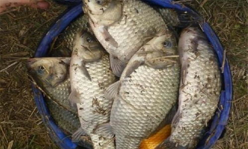 秋季钓鱼饵料不开口？这些原因和解决方法你一定要知道！