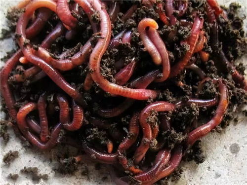 四季钓鱼饵料与蚯蚓配制全攻略