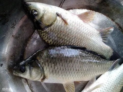 钓鱼鱼食怎么做糟鱼饵料，传统钓法的精髓与实用指南