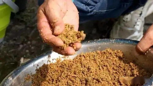 大骨头粉，钓鱼饵料中的硬骨头