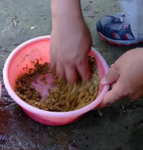 钓鱼饵料加蛋黄，鱼儿上钩的秘密武器！