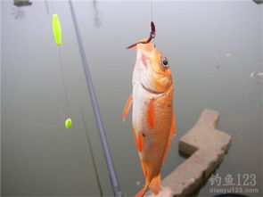 钓鱼饵料很臭怎么办？3招拯救你的钓鱼体验！
