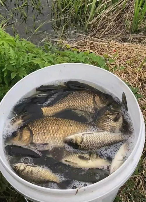 黄哥独家秘方，自制钓鱼饵料配方大公开，附视频教程！