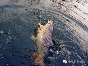 Mastering the Art of鲤鱼钓鱼，Expert Tips on Using Bait for Effective鲤 Catch