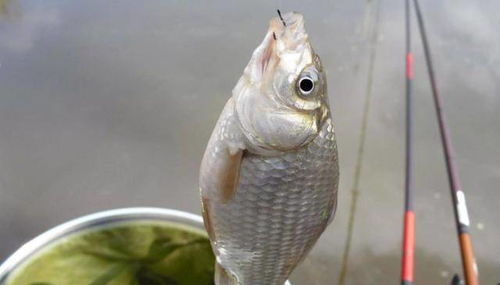 漂流瓶钓鱼饵料的自制秘方，让鱼儿疯狂咬钩！