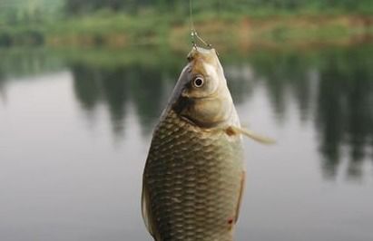 南方湖库钓鱼饵料怎么样？这份饵料指南让你鱼获满满！