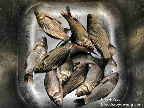 钓鲫鱼饵料钓鱼王怎么样？揭秘这款经典饵料的真实表现！