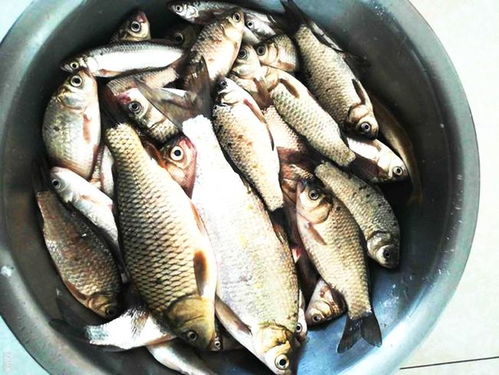 钓鱼饵料要怎么做好吃点