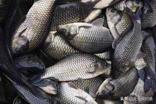 水涨草里调钓鱼饵料的秘诀