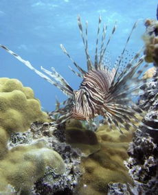Mastering the Art of Lionfish Fishing:A Comprehensive Guide with Techniques and Diagrams