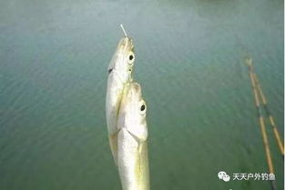 黑坑二仓必杀饵，这样配绝对上鱼！