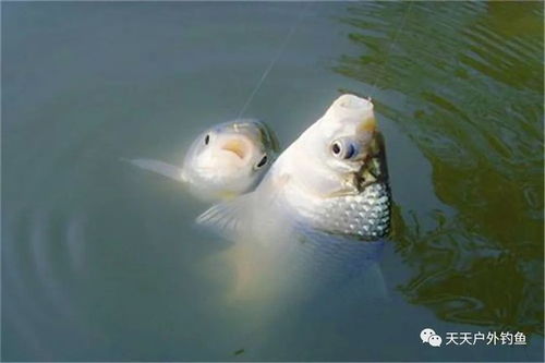 钓饵不够腥香？这些调整技巧让你鱼儿争抢不止！
