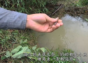 小溪钓鱼饵料怎么弄好用
