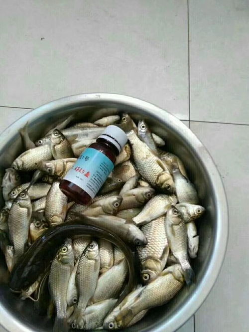 钓鱼饵料的制作与使用技巧