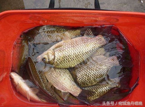 钓鱼饵料水加少了怎么办？3种补救技巧让你鱼获翻倍