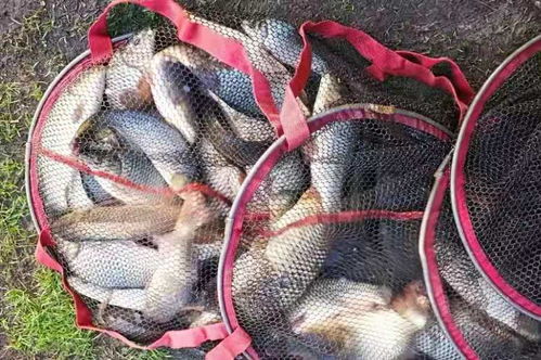 钓鱼饵料拌稀了怎么办？5个实用解决方法让你的鱼饵重新变得有吸引力！