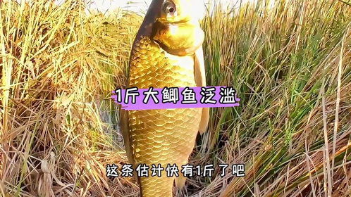 野钓秘籍，饵料配制的黄金法则