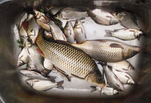钓鱼饵料能蒸吗？这样蒸效果更好！