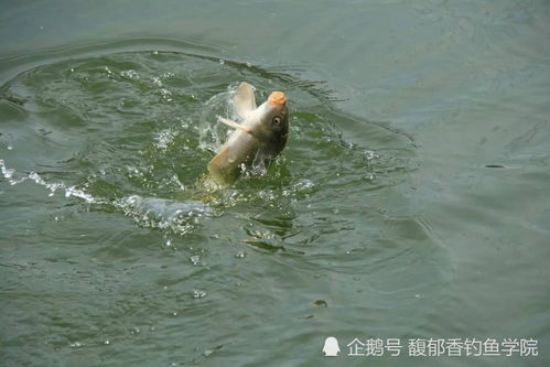 海洋滩钓鱼饵料的使用全攻略