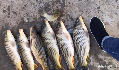 有鱼必吃的钓鱼饵料怎么配？这5个配方让你轻松上鱼！