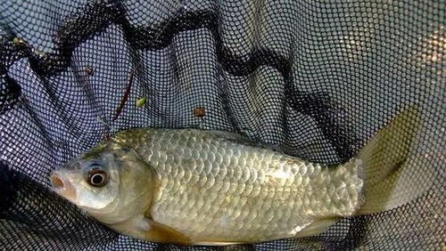 钓鱼饵料味型太重怎么办？这些技巧让你鱼获翻倍