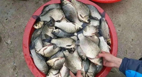 鲫鱼饵料酒米钓鱼怎么样？这份详细解析让你钓获满满！