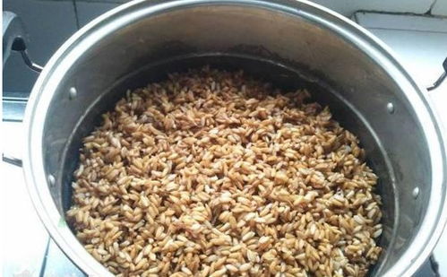 夏秀钓鱼饵料使用方法详解，图文教程与实用技巧