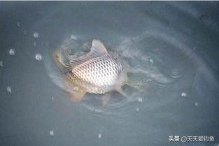 低成本自制榴莲壳钓鱼饵料，让鱼儿疯狂咬钩！