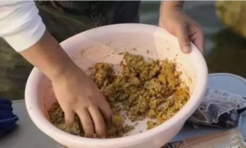 夏季钓鱼饵料太腥怎么办，5个实用解决方案