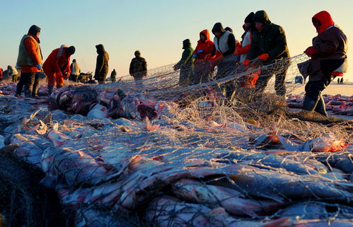 Mastering Winter Fishhooking:Techniques for Successful Fishing in the Cold