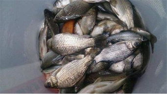 洁子钓鱼饵料使用全攻略，从新手到高手，掌握这些技巧让你的鱼获翻倍！