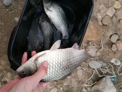 揭秘鲫鱼饵料配方，野钓效果如何？从配方到实战的全面评测