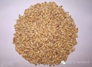 用面粉制作钓鱼饵料的详细教程